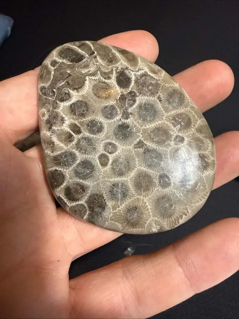 Lot of 3 fossils